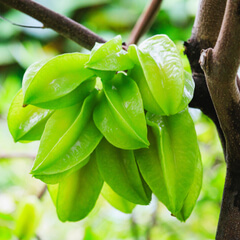 Starfruit on the Tree