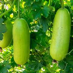 Wax Gourd on the Vine (Opo)